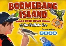 image of boomerang
