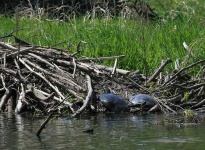 image of terrapin