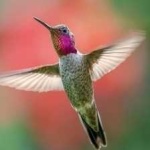 image of bird