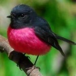 image of bird