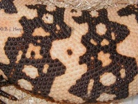 image of gila_monster