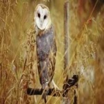 image of bird