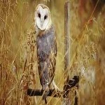 image of barn_owl #2