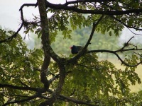 image of european_gallinule #9