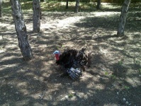 image of animal