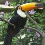 image of bird