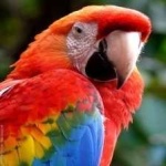 image of bird