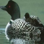 image of bird