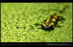image of european_fire_salamander