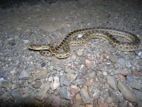 image of night_snake