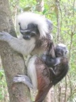 image of titi