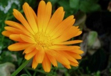 image of flower