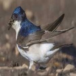 image of bird