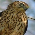 image of bird