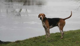 image of english_foxhound