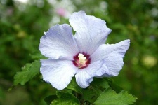 image of flower
