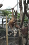 image of orangutan