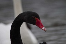 image of animal