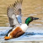 image of bird