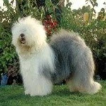 image of old_english_sheepdog #33