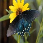 image of animal