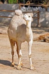 image of arabian_camel
