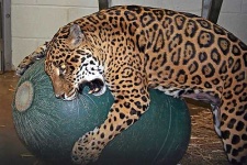 image of jaguar_car