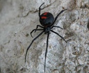 image of black_widow