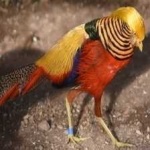 image of golden_pheasant #9