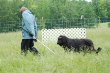 image of briard