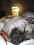 image of norwegian_elkhound #27