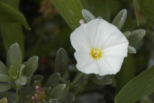 image of flower