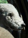 image of bedlington_terrier