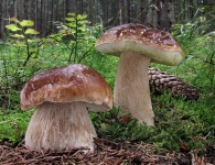 image of boletus #33