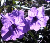 image of mexican_petunia #27