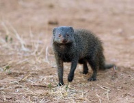 image of mongoose