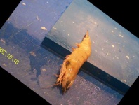 image of fish