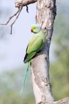 image of parrot #3