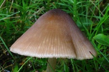 image of mushrooms
