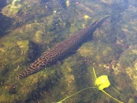 image of gar