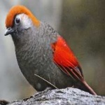 image of bird