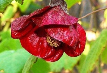 image of flower