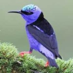 image of bird