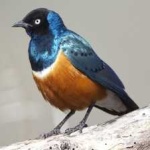 image of bird