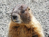 image of marmot