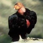 image of bird