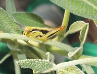 image of grasshopper