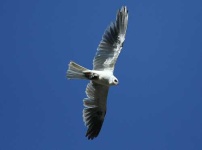 image of kite