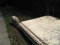 image of soft_coated_wheaten_terrier
