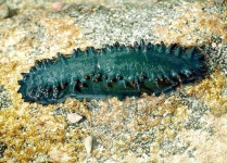 image of sea_cucumber